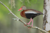 Black Bellied Whistling Duck