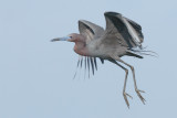 Lil Blue Heron Flight