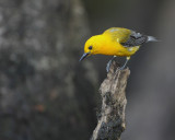 Prothonotary Warbler