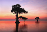   Louisiana Landscapes