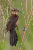 Grackle Female w/ Lunch