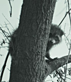 Raccoon playing