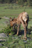 June 14 2009 Colorado Elk