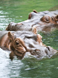 Hippos