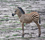 Baby Zebra