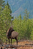 Bull Elk in Yellowstone