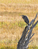 Green Heron