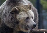 Old Grizz
