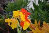 firey iris in Cozumel