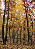 Fall Trees Scene 2008