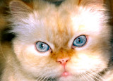 Cat With Blue Eyes