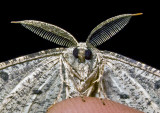 Moth 09 - 16