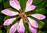 Emerging-Rhododendron---2