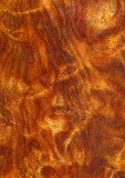 Curly-Redwood---3