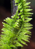 Moss-on-Twig