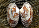 Clam-Shells