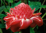 Red-torch-ginger