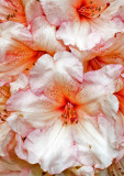 White-Orange-Rhododendron