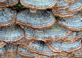 Fungi-2010---12