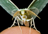 Showy-Emerald-Moth-2