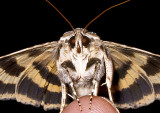 Moth-2011-13