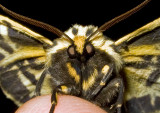 Tiger-Moth