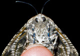 Moth-2009-19