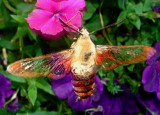 Bumblebee moth