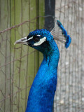 Peacock Portrait