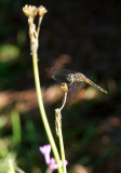 DSC07294.JPG