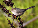Bushtit, Sacramento Wildlife Refuge, CA
