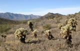 Cholla Patch
