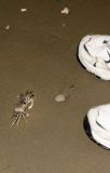 Ghost Crab