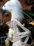 ferret fawcett - mouse papoose details