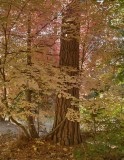 Yosemite pine garbed in autumn finery.jpg