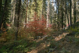 fall color Yosemite.jpg