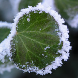 Ivy leaf with frosted edge