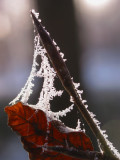 Frozen traces of a spider