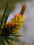 Pine in blossom