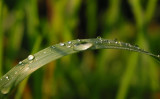 Drops sitting on grass