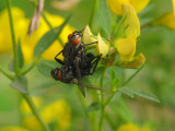 Reproduction of flies