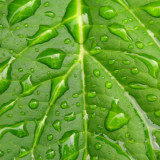 Water on big leaf