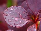 Detail on wet red bush