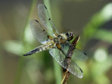 Dragonfly - top view