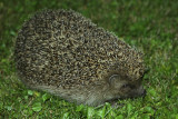 Hedgehog in the backyard at midnight