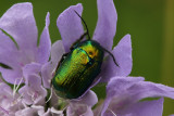 A bug with golden outer wings