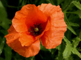 Poppy with its tin petals