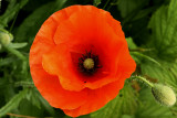 Inside the cone of a poppy