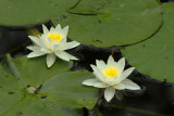 Water lilies on a natural pond near the forest