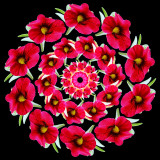 Red garden flower